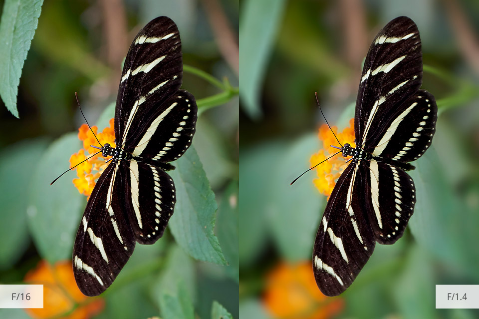 use big depth of field for insect photo